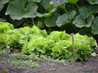  salade dans jardin potager